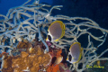 Butterflyfish at Moalboal 